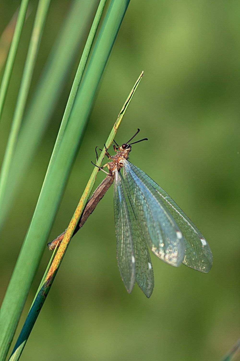 жук,лапы,глаза,свет,блик,солнце,песок, Юрий Котов