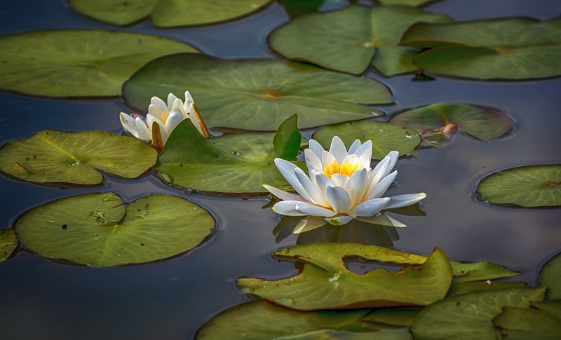 кувшинки фото превью