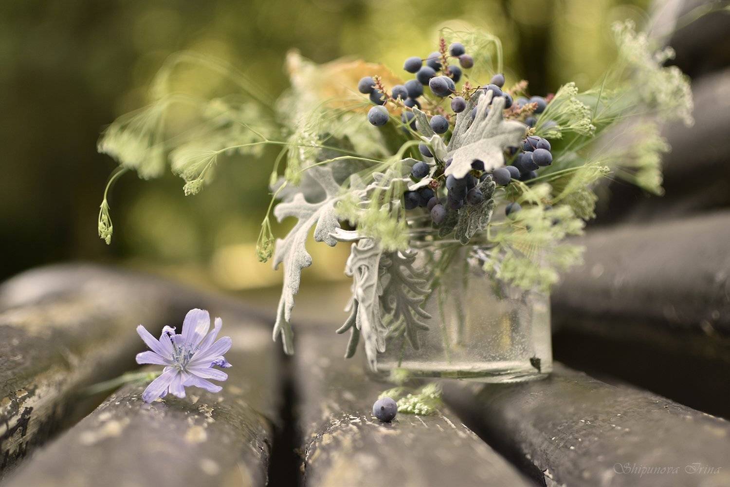 , Шипунова Ирина