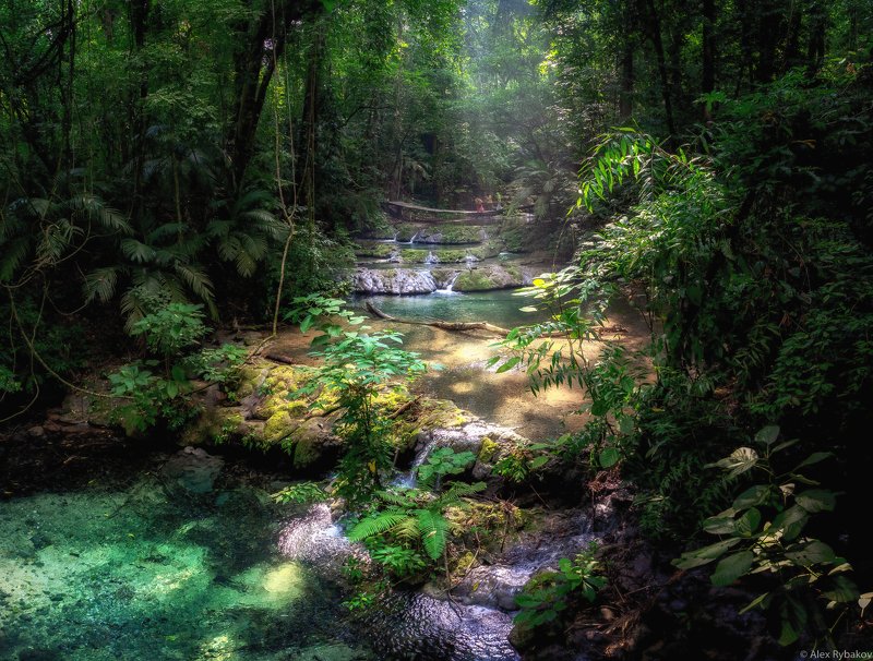 джунгли, майя Джунгли майя фото превью