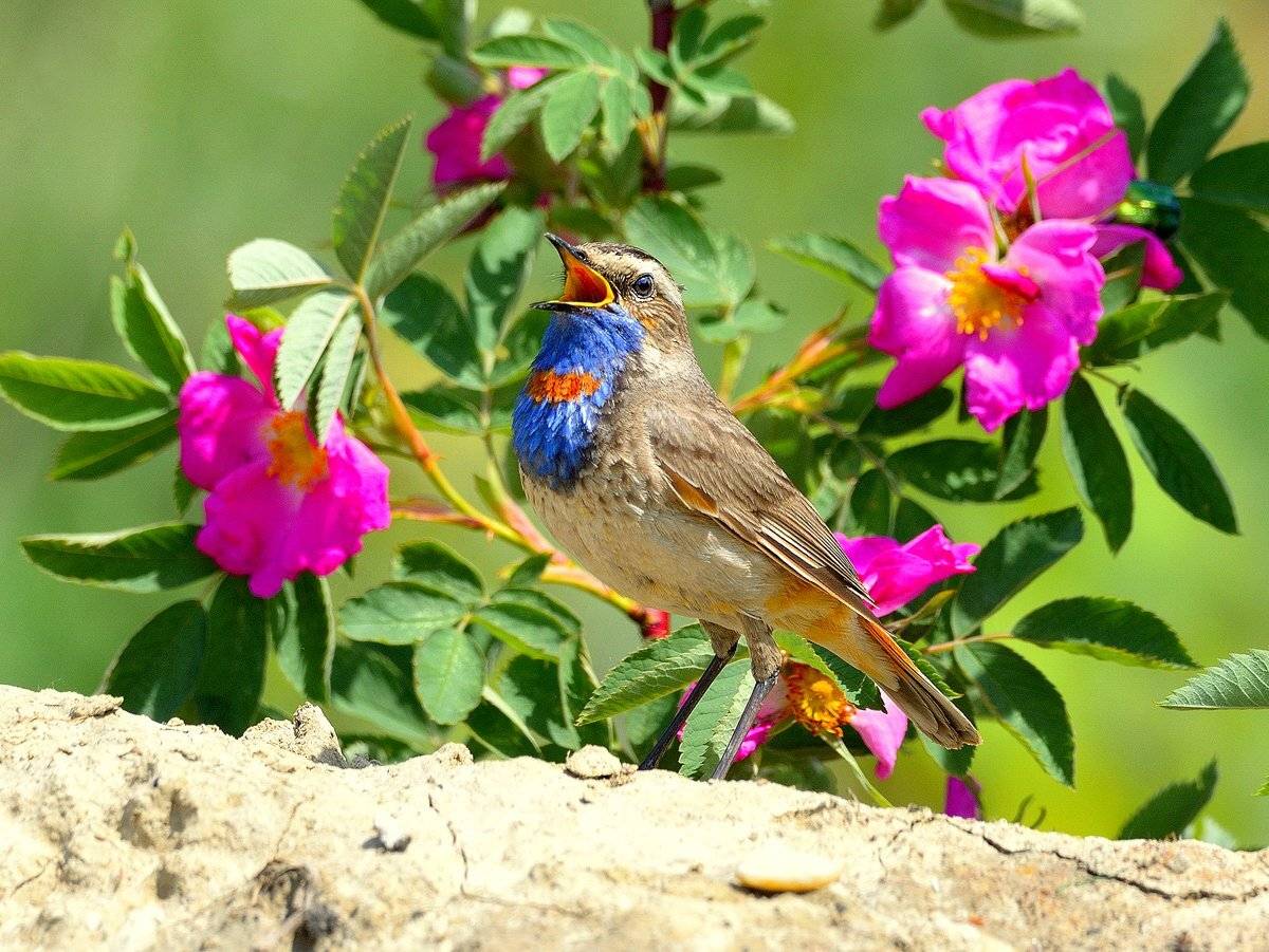 природа, фотоохота, варакушка, птицы, животные, цветы, лето, vladilenoff