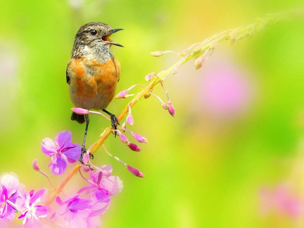 природа, фотоохота, чекан, птицы, животные, цветы, лето, vladilenoff