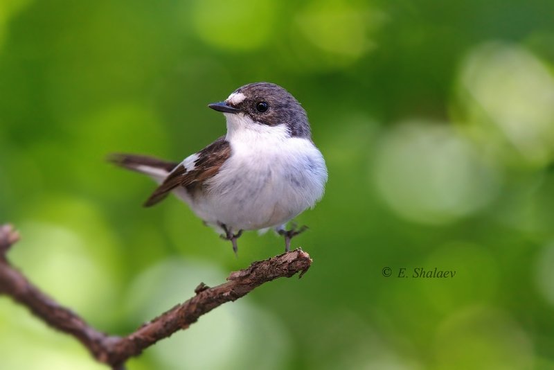 birds,european pied flycatcher,ficedula hypoleuca,мухоловка,мухоловка-пеструшка,птица,птицы,фотоохота Хоба !!!! фото превью
