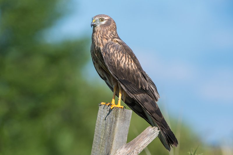 Лунь фото превью