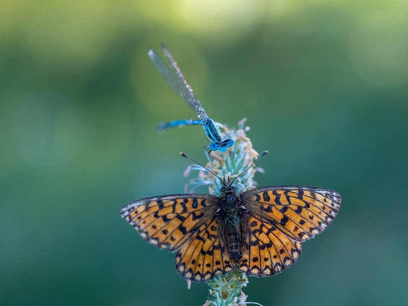 Соседи фото превью