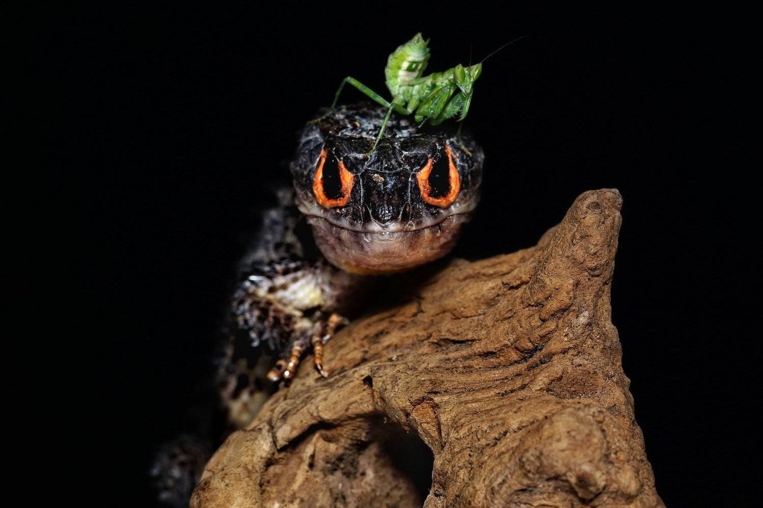 macro, insect, reptile, mantis, crocodileskink, peace, love, Rinto Adhitama Wahjuni