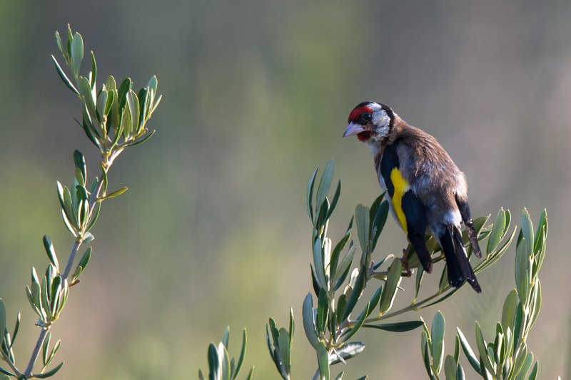 chardoneret, sparrow, goldfinch Goldfinch фото превью