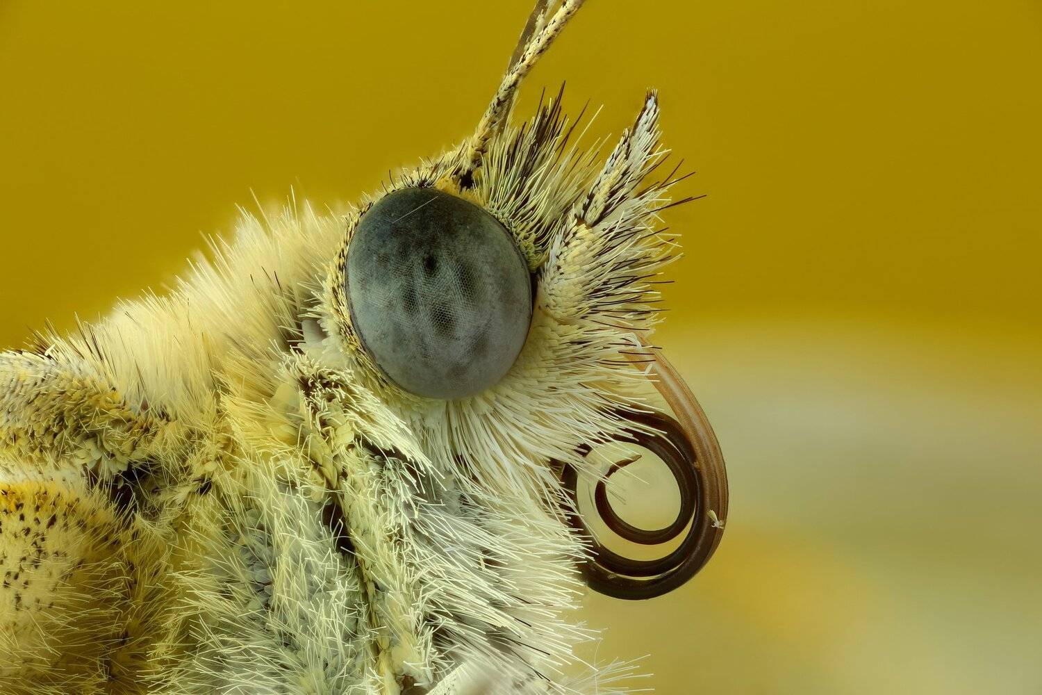 , Андрей Шаповалов