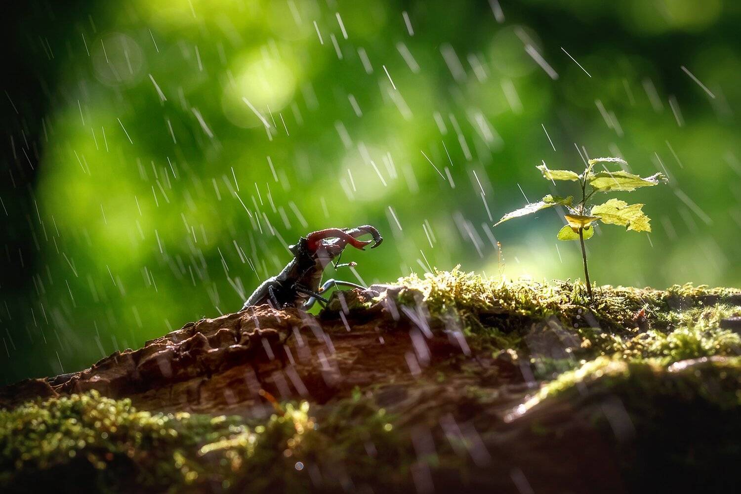 , Инна Сухова