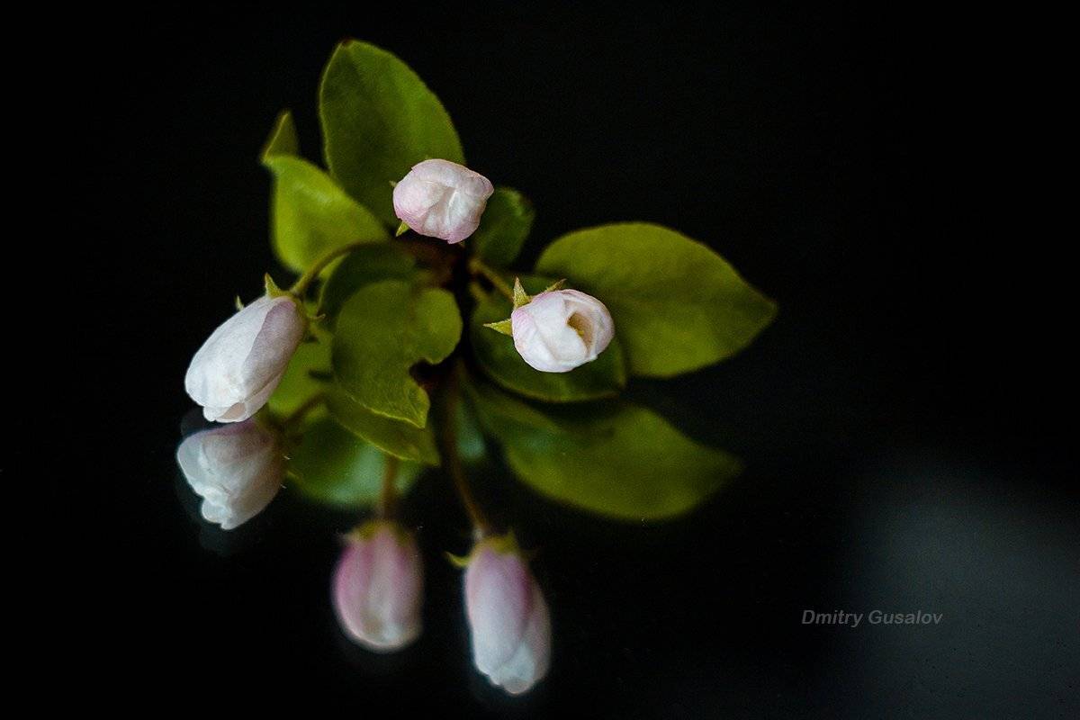 макро, природа, весна, макросъёмка, макрофотография, растение, цветы, жизнь, макромир, Дмитрий Гусалов