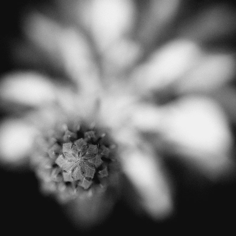 Цветок фото превью