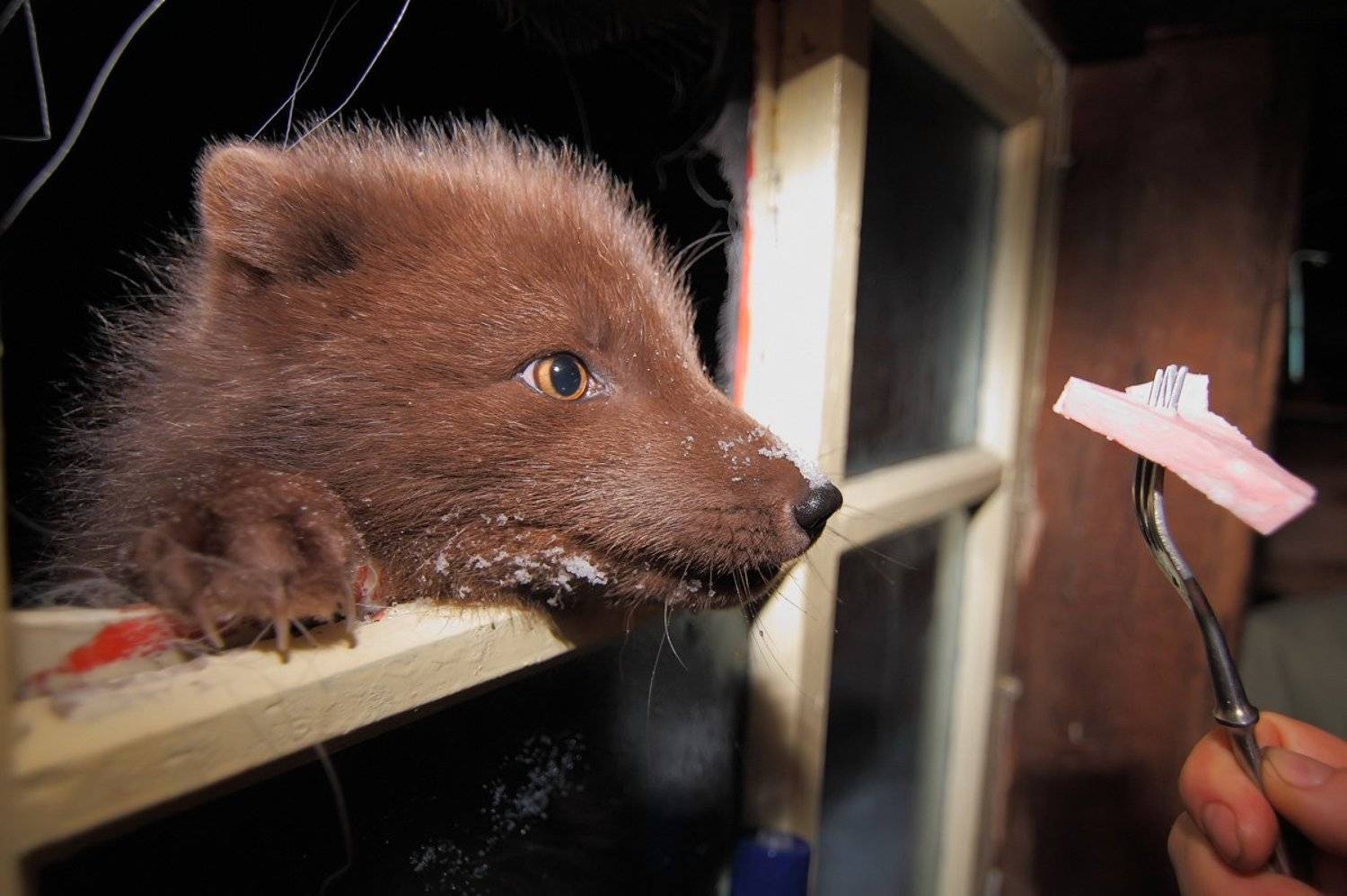 песец, командорские острова, взгляд, Utkin  Dmitriy