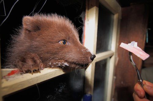 Два кусочека колбаски...