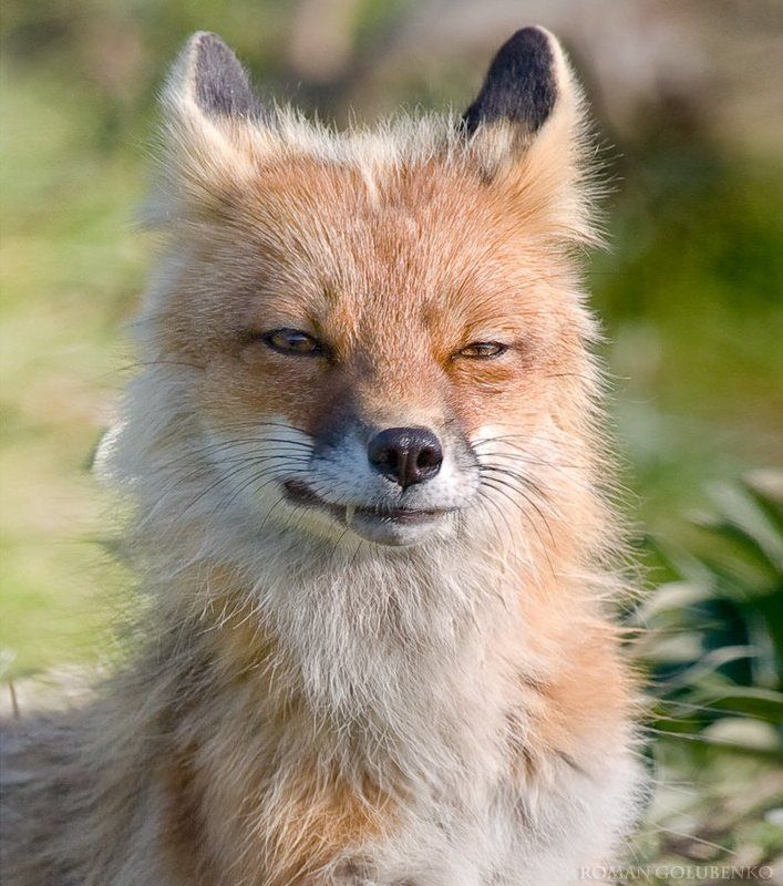 Белый клык. Аляска / Brother Fox фото превью