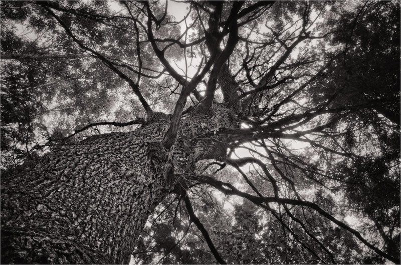 дуб Старый дуб фото превью