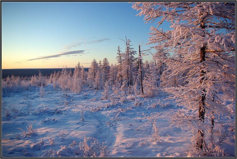 зима, утро, мороз, тайга, якутия Морозное утро фото превью