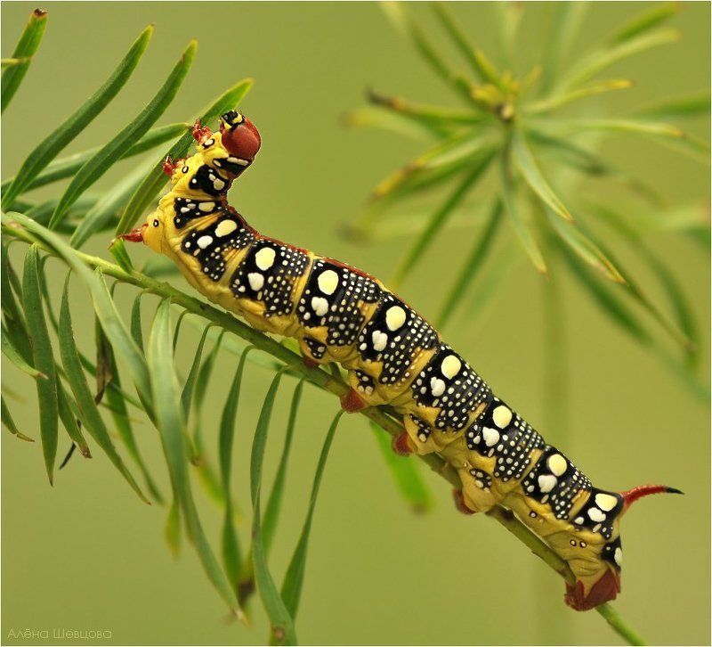 бражник, молочайный Бражник молочайный фото превью