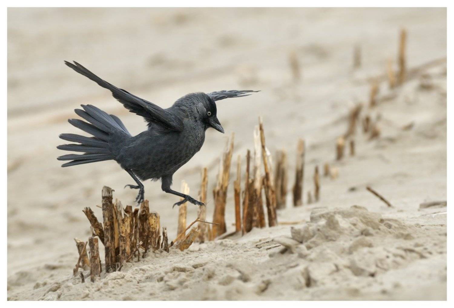 corvus monedula , молодая , галка, остров амеланд, нидерланды, Наталья Паклина