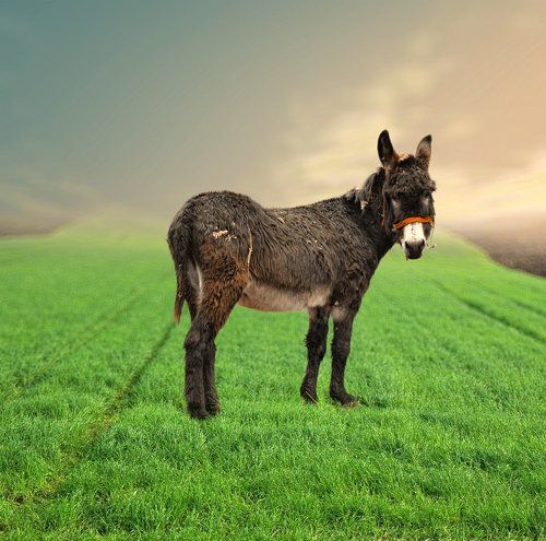 Donkey