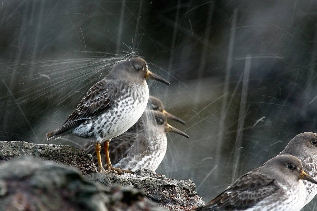 кулик, брызги, командорские острова, Utkin  Dmitriy