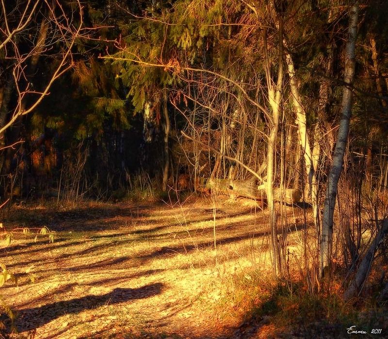 лес, природа *** фото превью