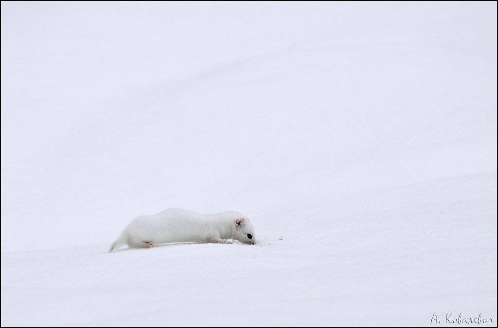 , Ковалевич А.