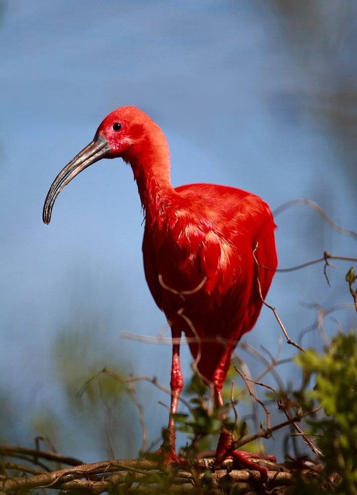 , Konstantin Mironov