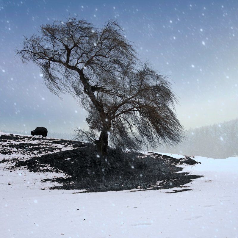 The black sheep фото превью