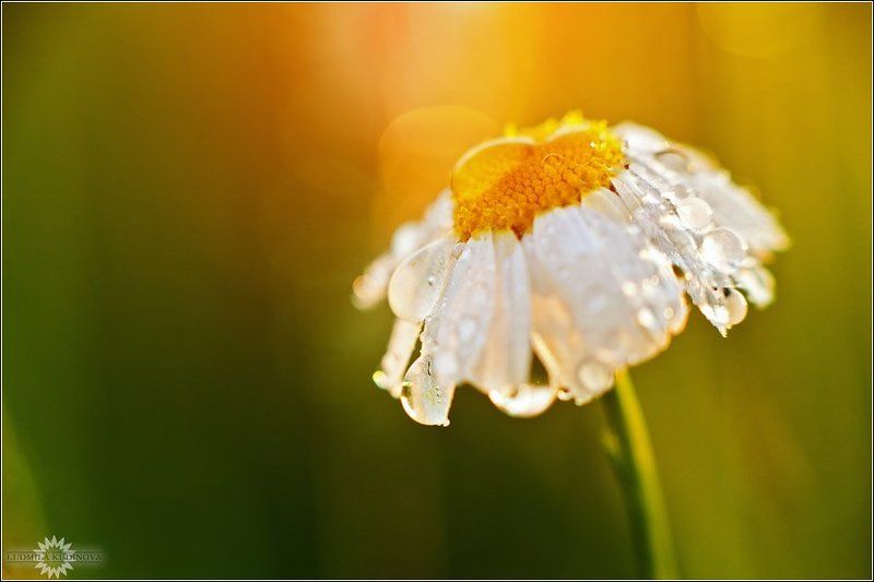 Венчальная фото превью