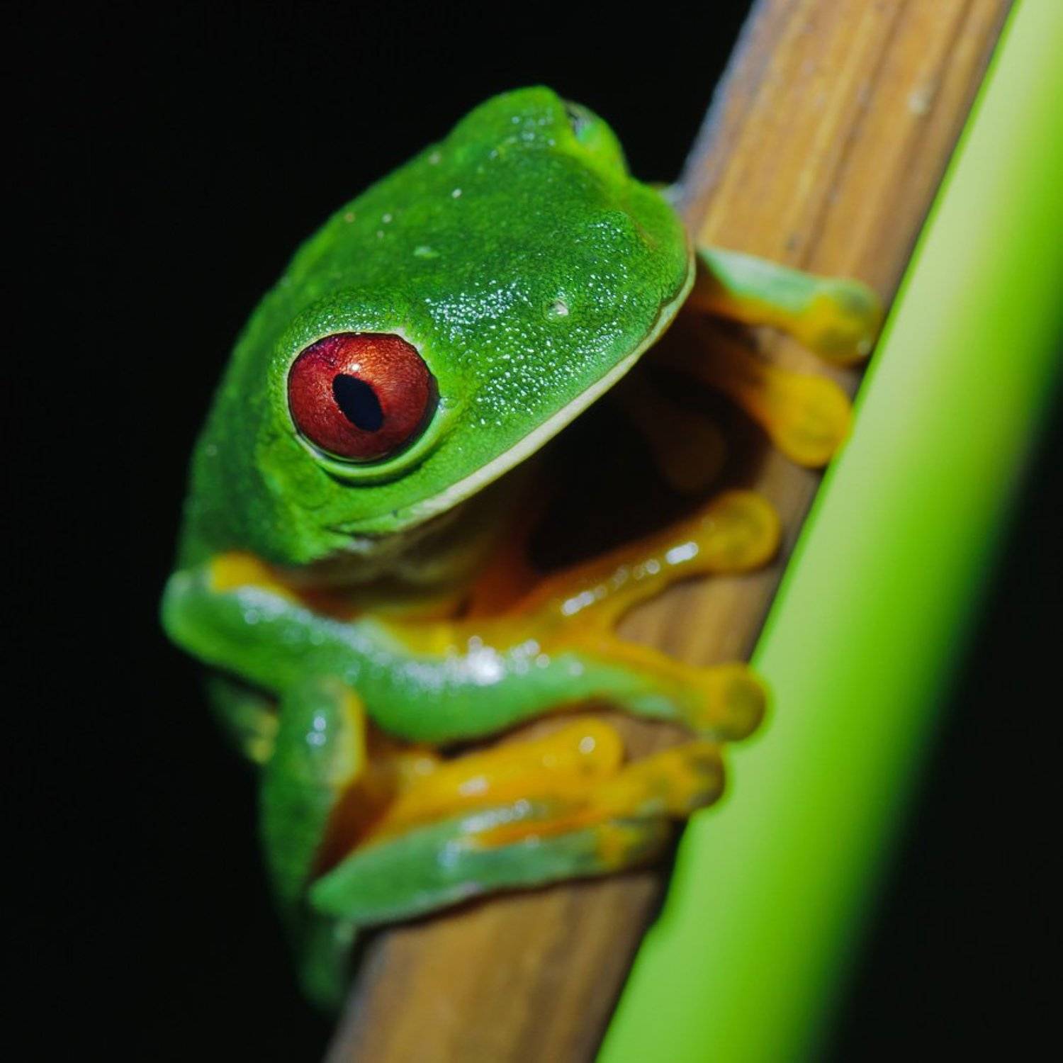 красноглазая квакша,коста-рика, Александр Константинов