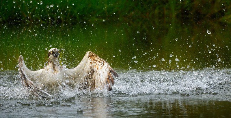 купание фото превью