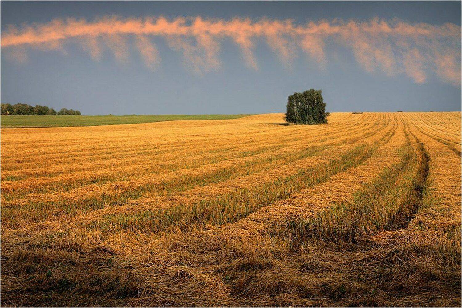 август, рязанщина, поле, небо, Тарасов Алексей