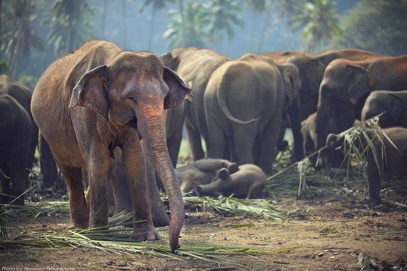 слон, джунгли, шри-ланка Завтрак в джунглях фото превью
