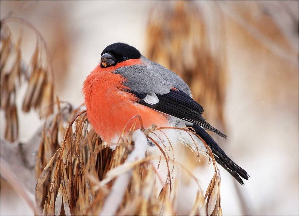 снегирь, КарОл