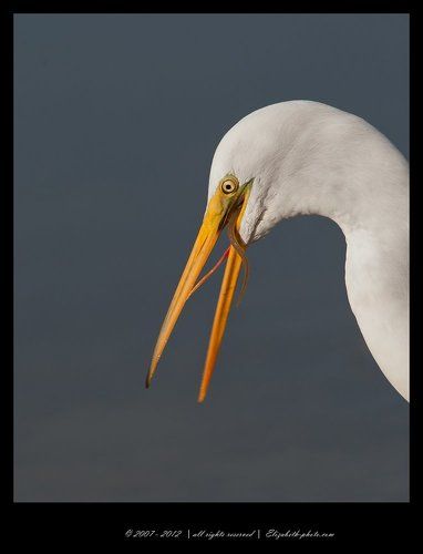 Great Egret with Eel