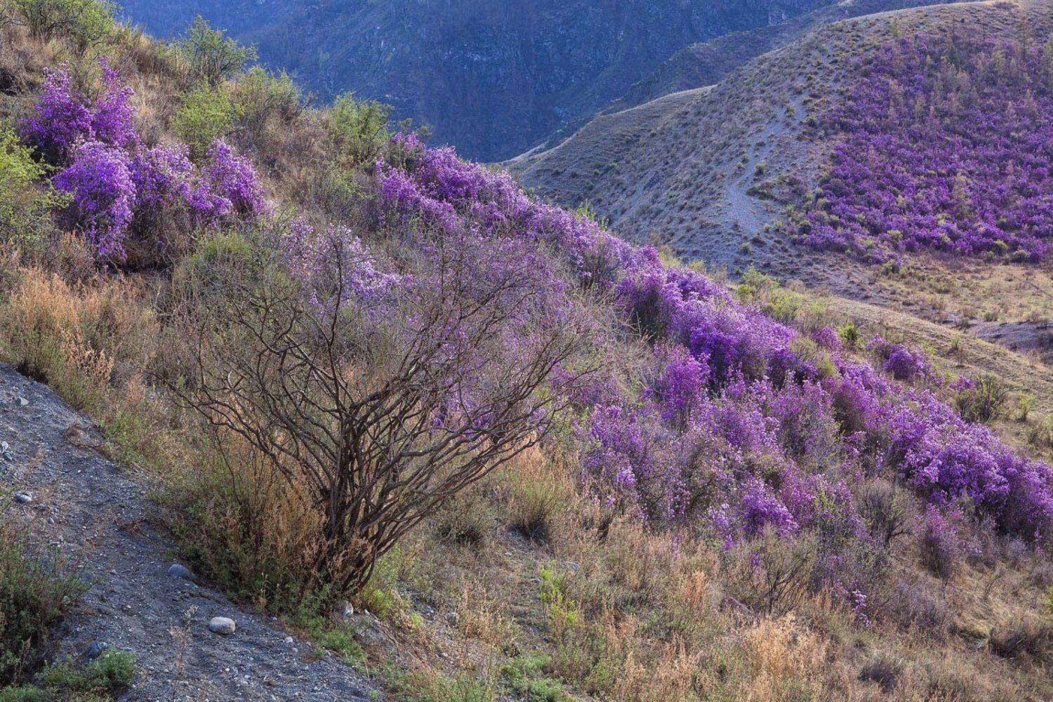 , Качурин Алексей