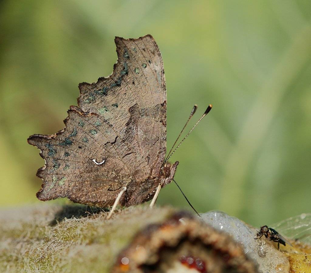 углокрыльница, \"c\", белое, Сергей Таланов