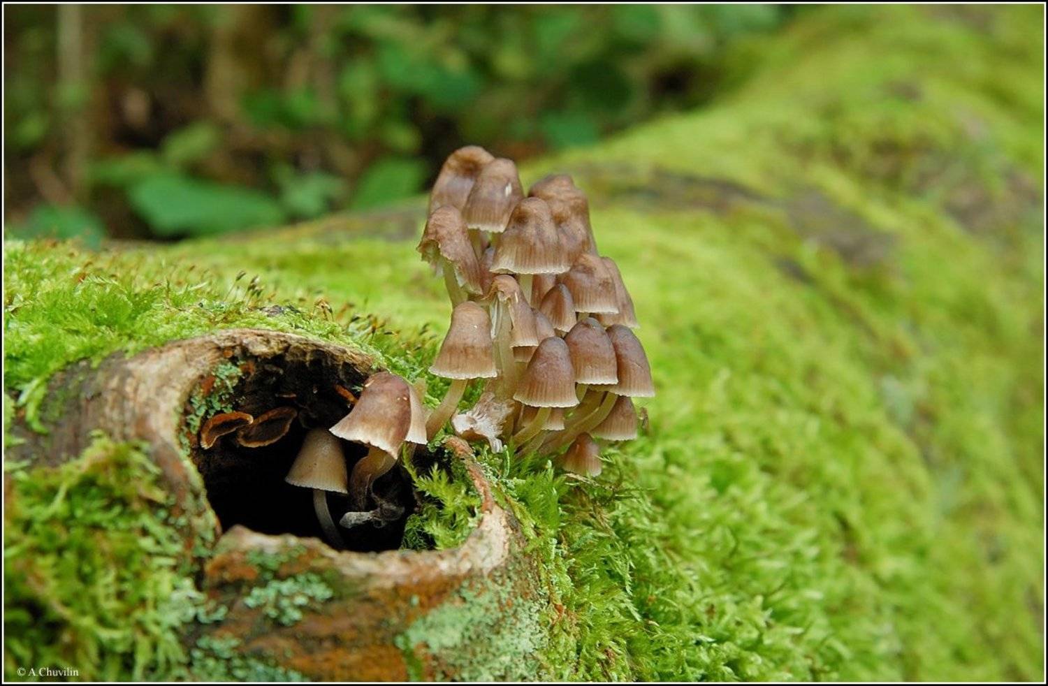 грибы,опята,вышли,погулять, Александр Чувилин