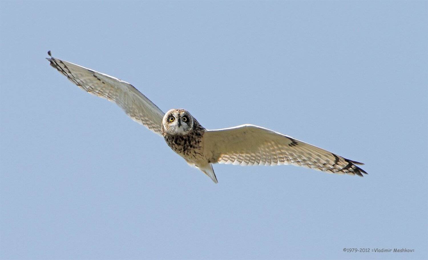 , &copy; =Vladimir Meshkov=