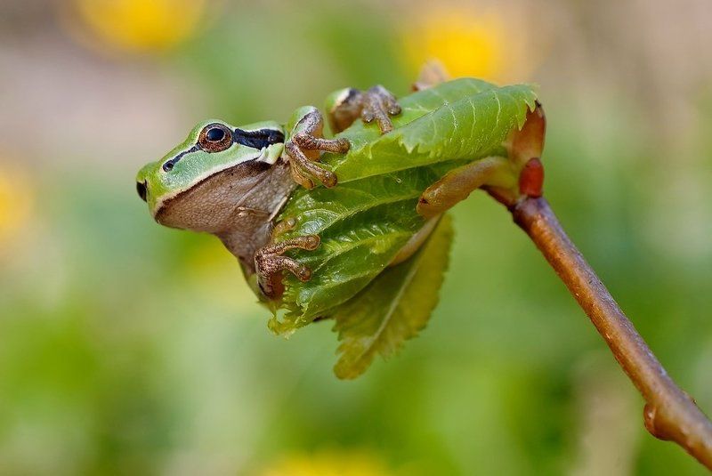 rzekotka drzewna фото превью