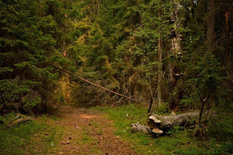 там, на, неведомых, дорожках... Там на неведомых дорожках... фото превью