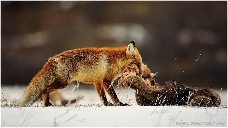 Воровка фото превью