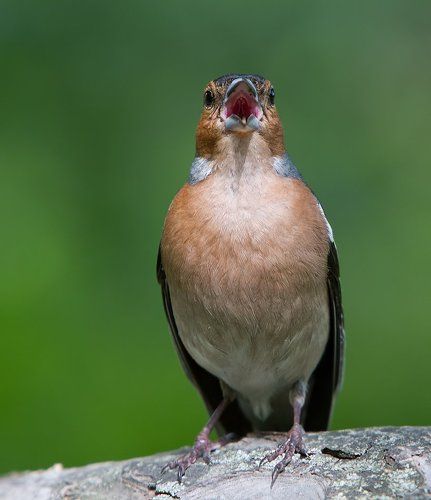 Зяба весной и летом