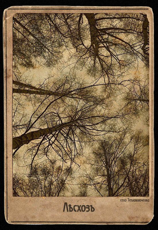 лесхоз, тянь-шань, теплоключенка Лесхоз фото превью