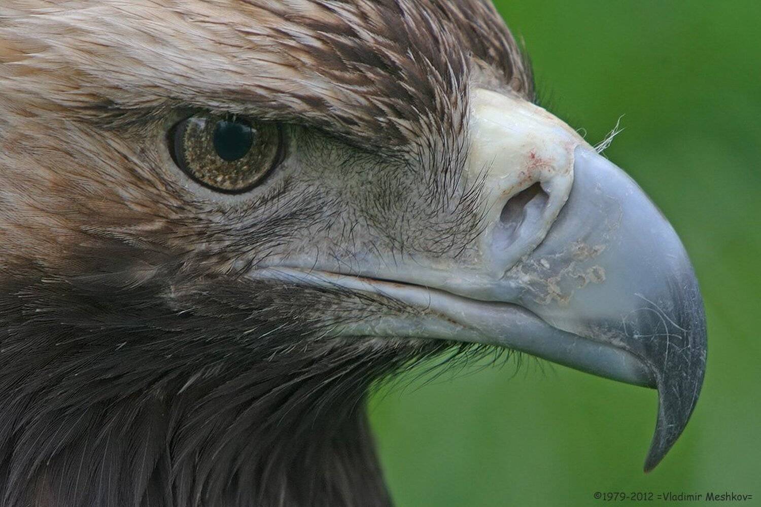 , &copy; =Vladimir Meshkov=