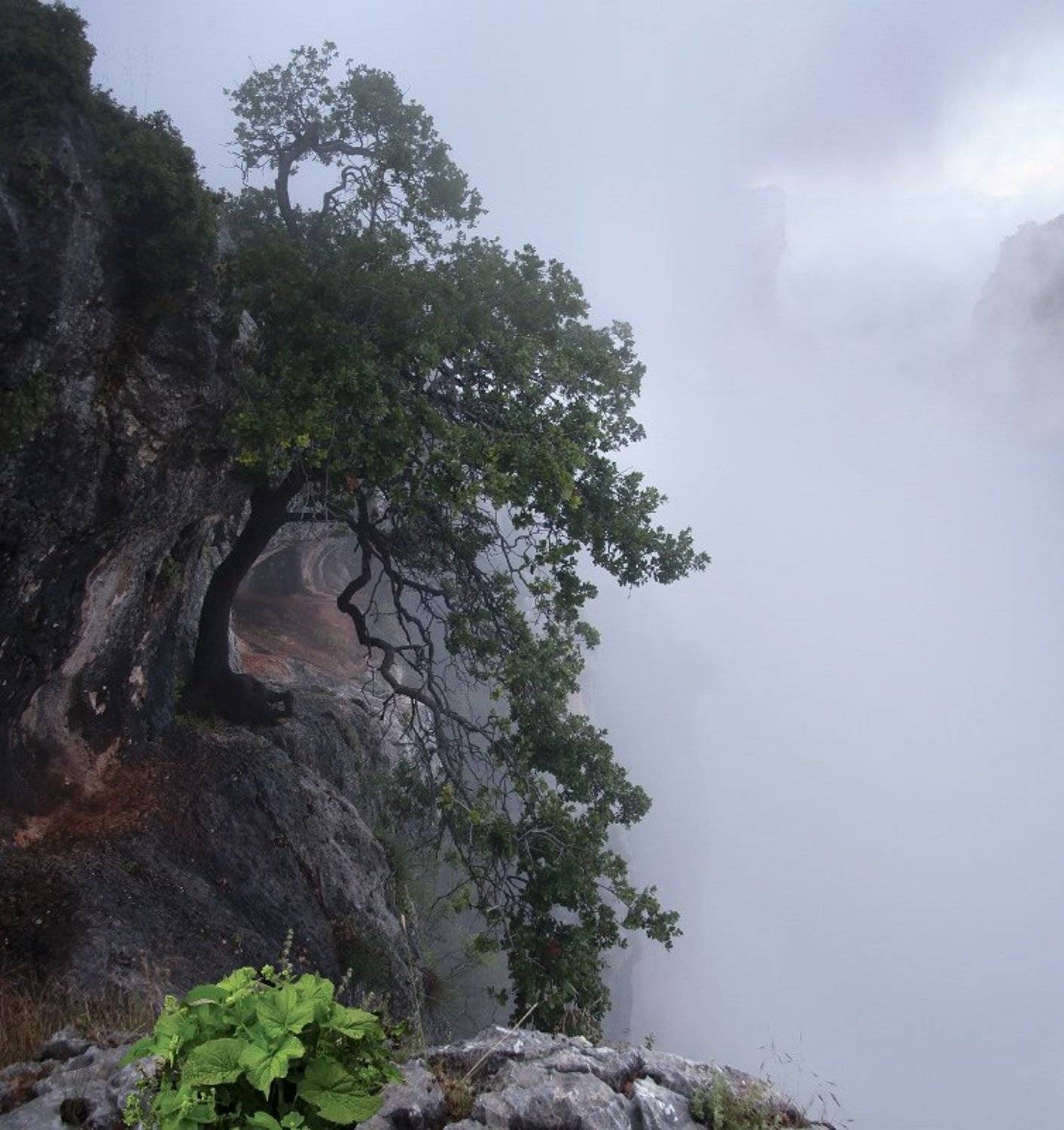 , Гамидов Мурад