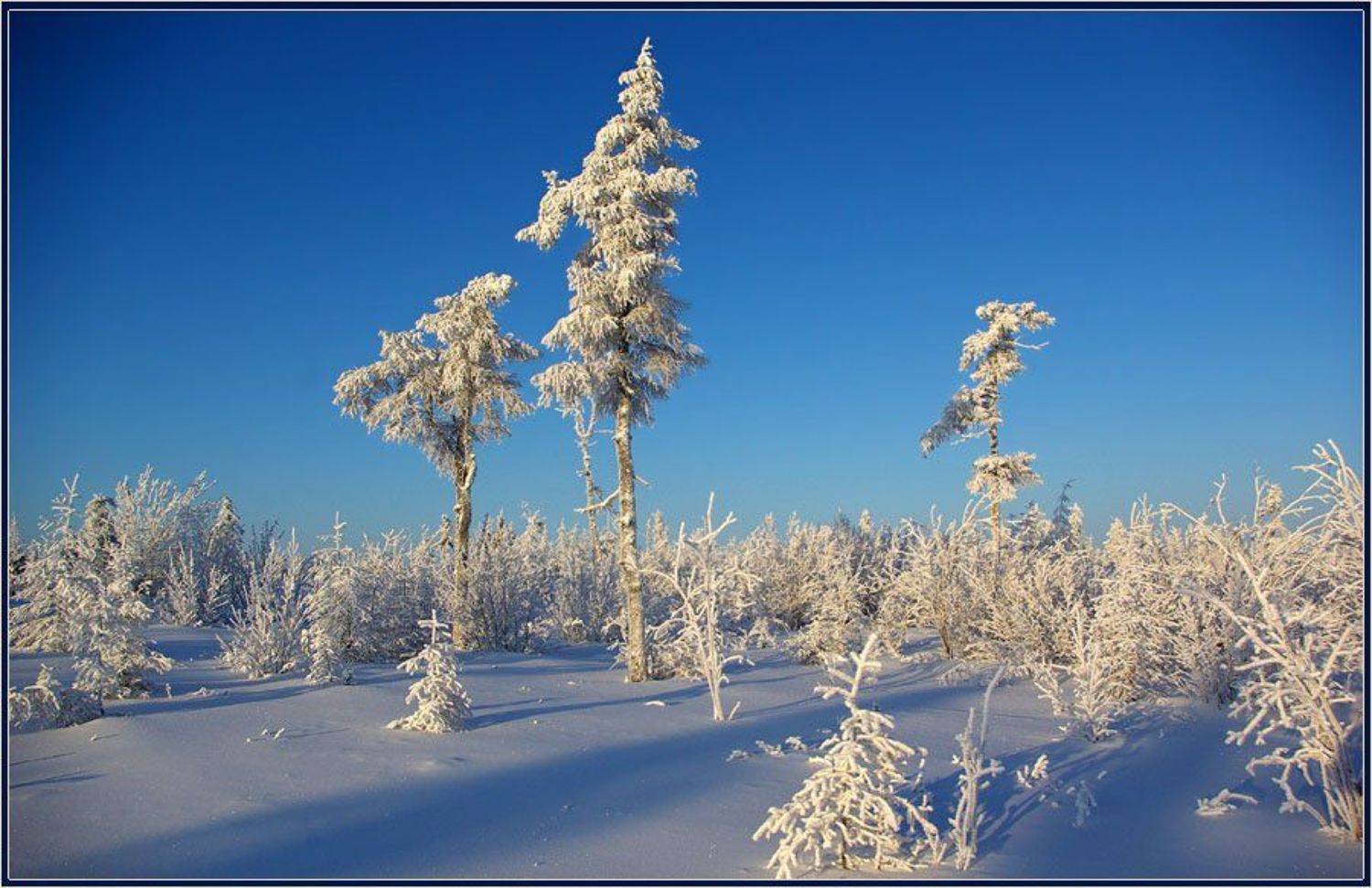 тайга, зима, мороз, якутия, Солодухин Виктор