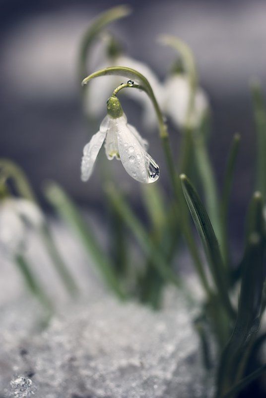подснежник, галантус, весна С праздником, милые барышни фото превью