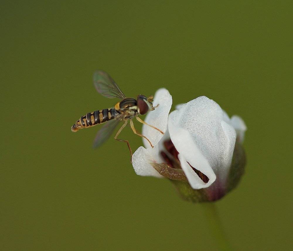 , Сергей Таланов