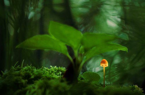 Дюймовочкины миры